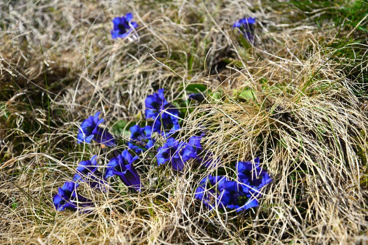 Il Cortese Chiareggio Bagian luar foto